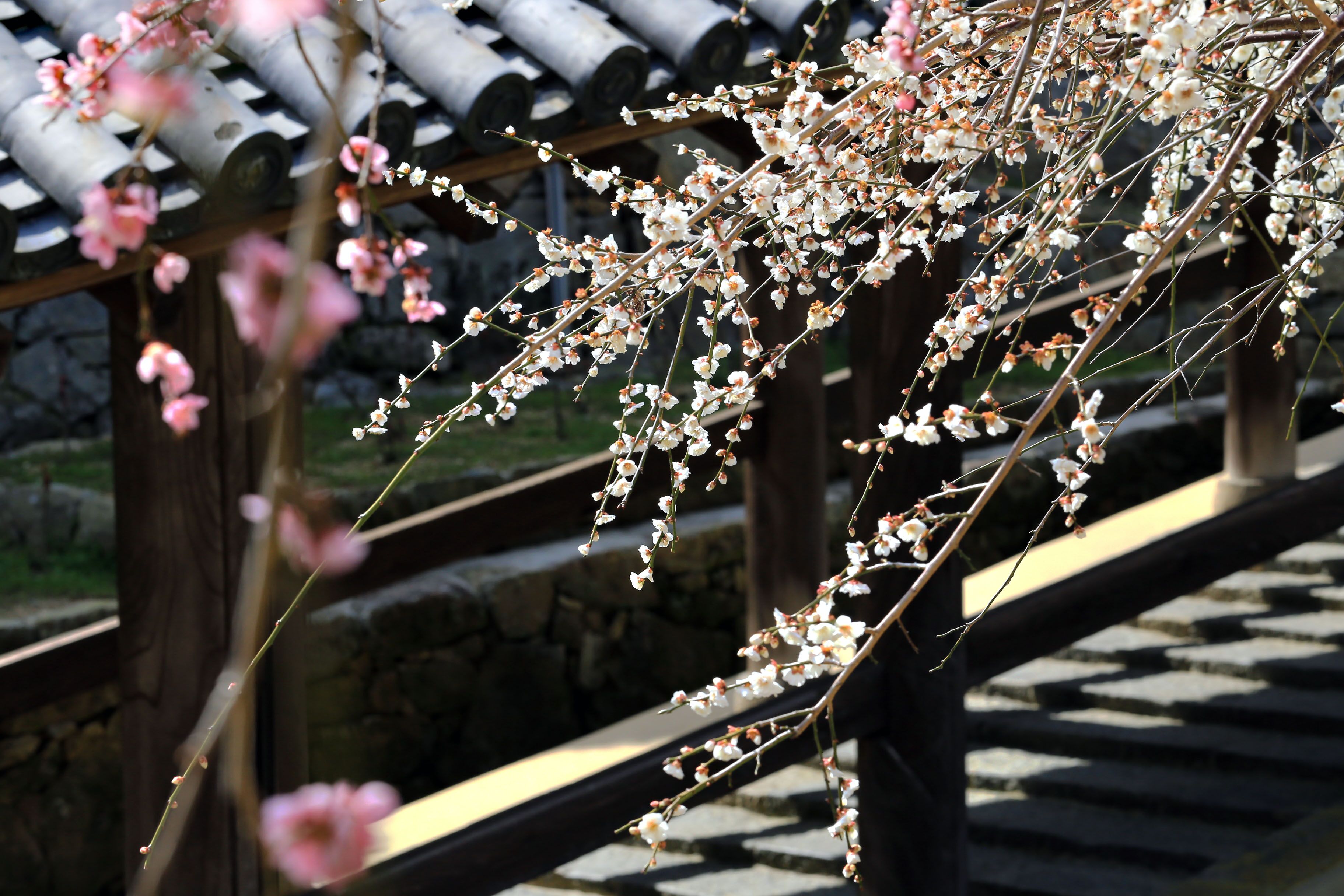 長谷寺