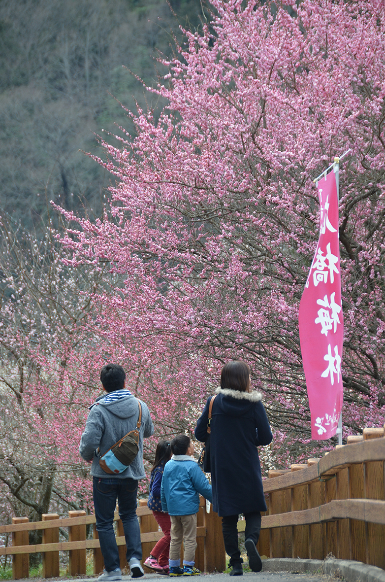 広橋梅林