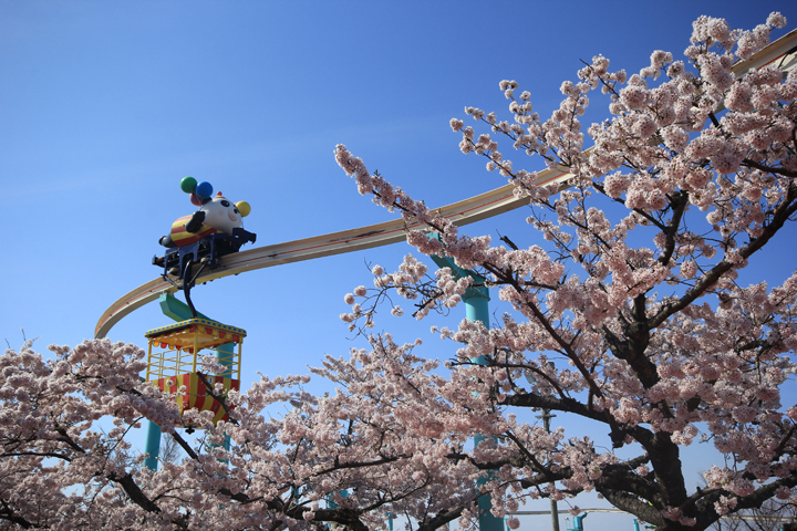 生駒山上遊園地の桜の写真