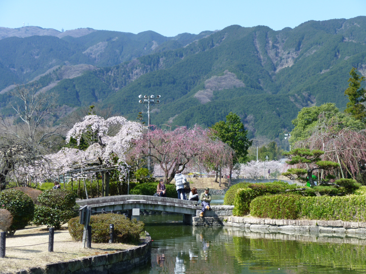 屋敷山公園の桜の写真