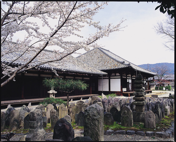 元興寺 極楽堂の桜の写真