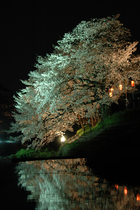 大宮橋の桜の写真