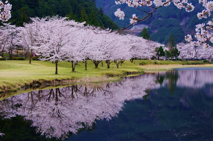 下北山スポーツ公園の桜の写真