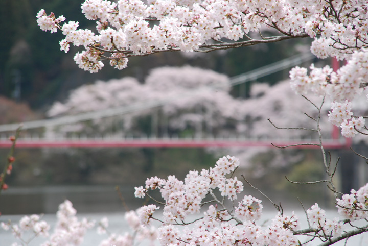 月ヶ瀬の桜の写真