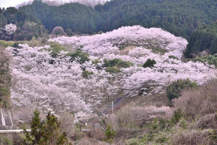 天理ダム風致公園の桜の写真
