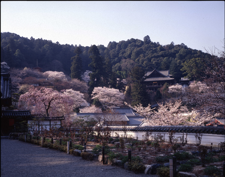 長谷寺の桜の写真