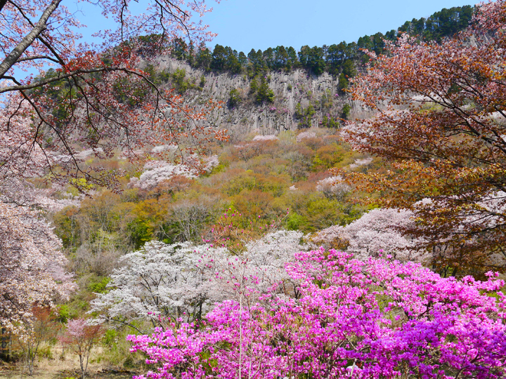 屏風岩公苑の桜の写真