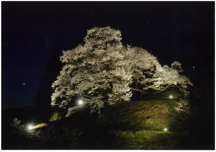 佛隆寺の桜の写真
