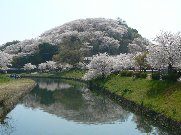 の桜の写真