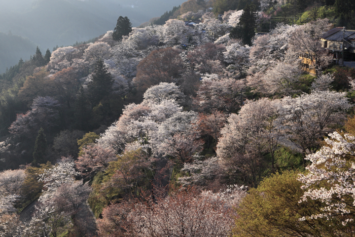 吉野山の桜の写真