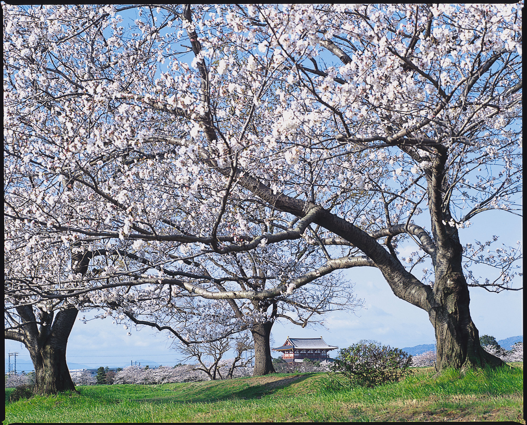 特別史跡　平城宮跡の桜の写真