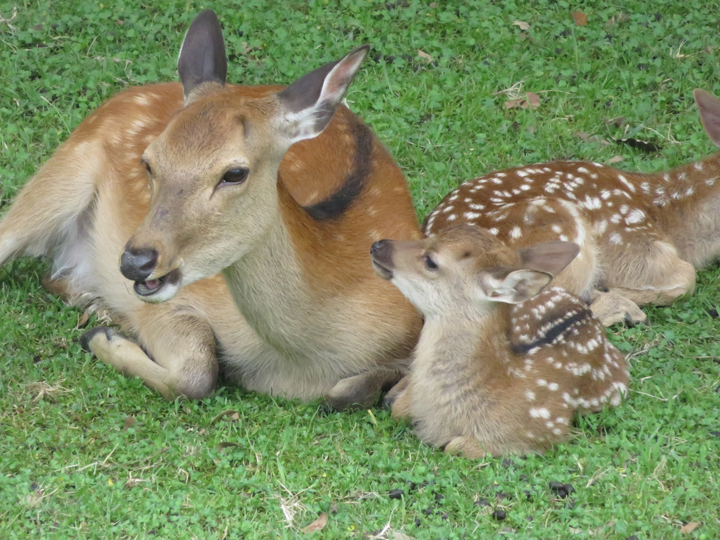 奈良のシカ 子鹿公開 赤ちゃん鹿大集合 ええ古都なら