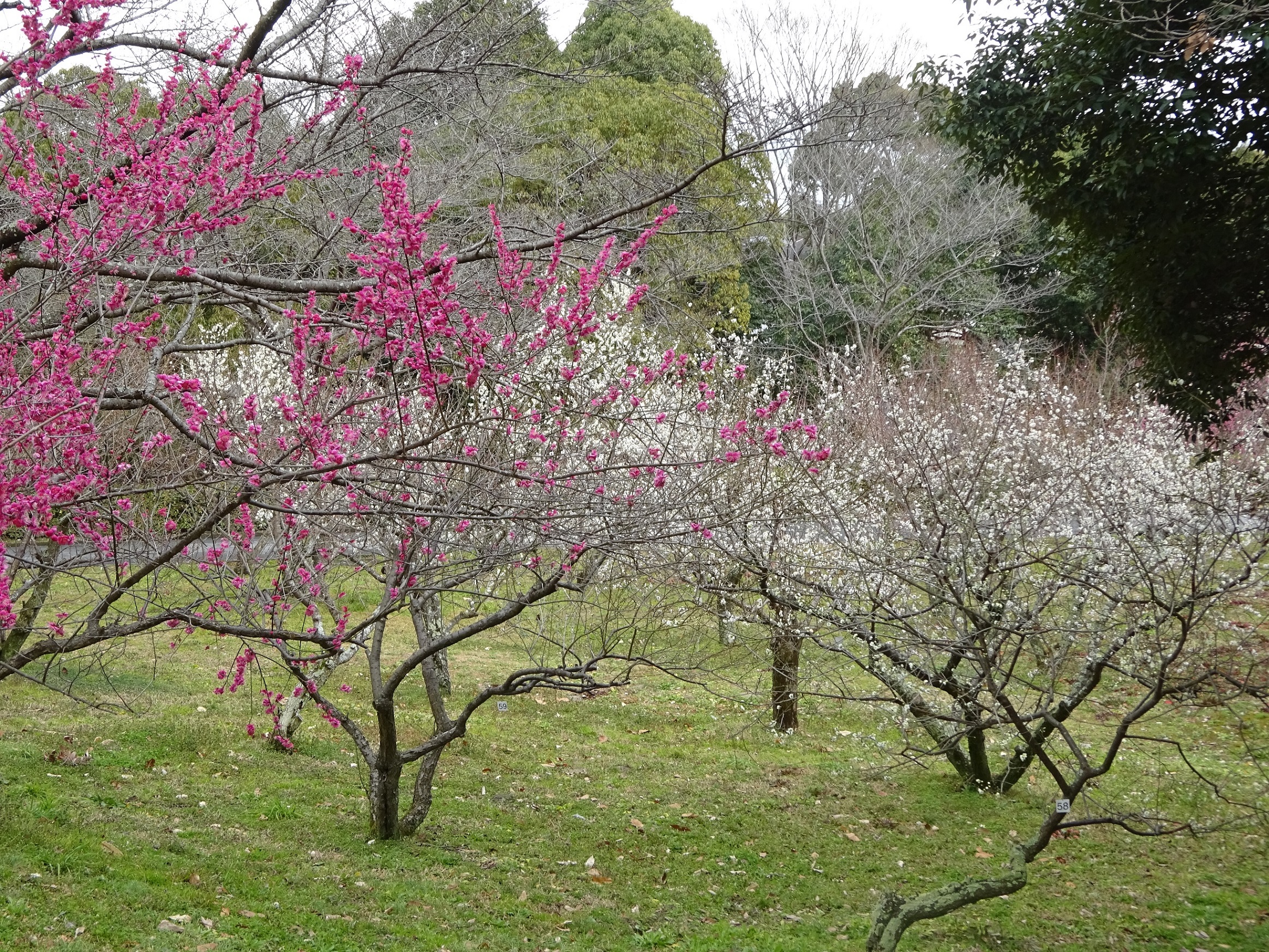 大和民俗公園（みんぱく梅林）の写真