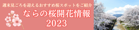 さくらの開花情報2023