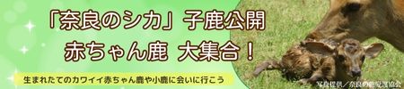 「奈良のシカ」子鹿公開　赤ちゃん鹿大集合！
