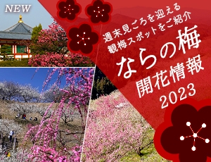 ならの梅開花情報2023