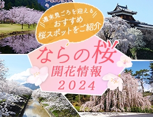 ならの桜開花情報2024