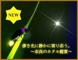 儚き光に静かに寄り添う。奈良のホタル鑑賞