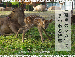 「奈良のシカ」にまつわる行事