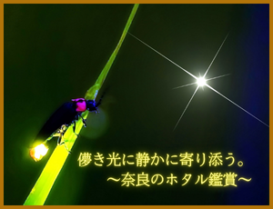 儚き光に静かに寄り添う。奈良のホタル鑑賞
