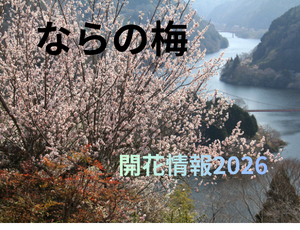 梅開花情報2026