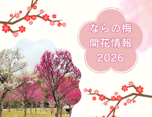 梅開花情報2026