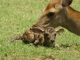 「古都奈良の主な年間行事」（「奈良のシカ」子鹿公開　赤ちゃん鹿大集合！）を更新しました
