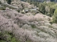 3月18日あたりに見ごろを迎える梅の開花情報を追加しました