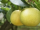 『奈良の梨の歴史、そして「まぼろしの梨」の誕生！』を更新しました