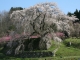 ４月13日あたりに見ごろを迎える桜の開花情報を追加しました