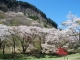 4月26日あたりに見ごろを迎える桜の開花情報を追加しました