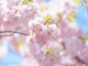 4月4日あたりに見頃を迎える桜の開花情報を追加しました