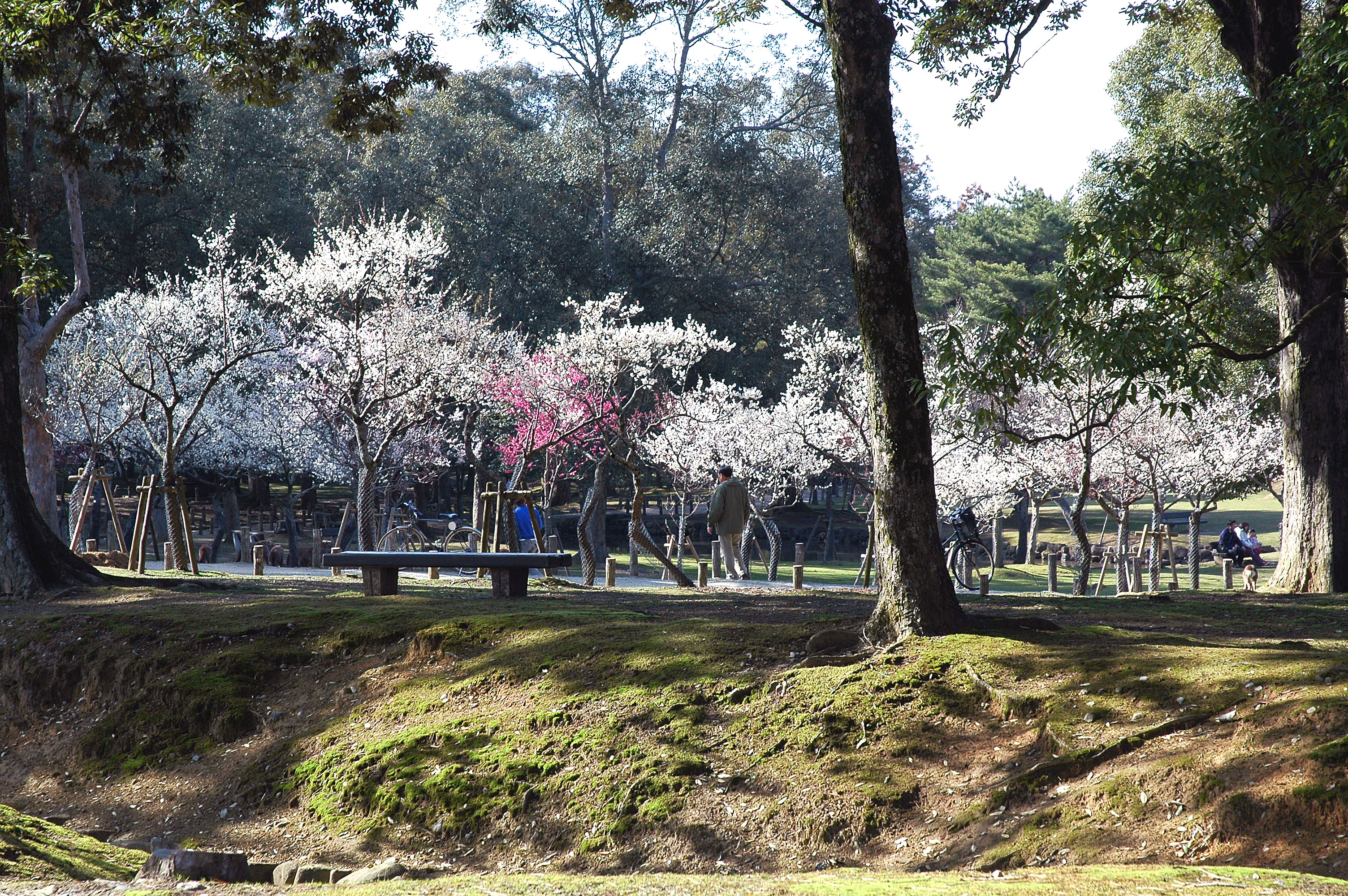 片岡梅林