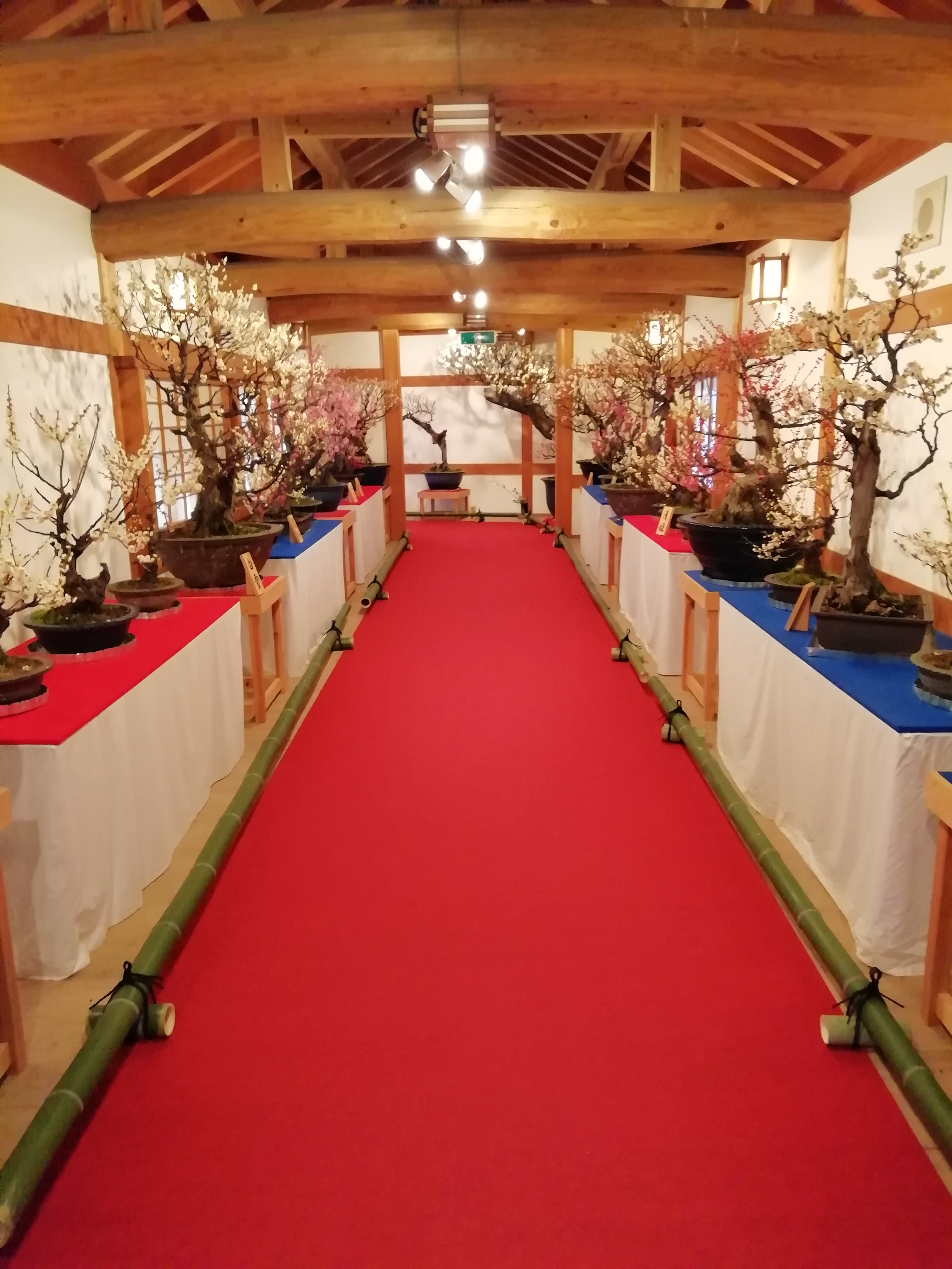 大和郡山盆梅展