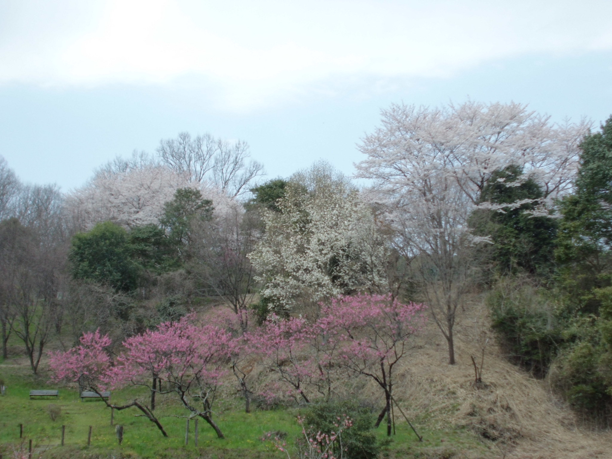 万葉の森