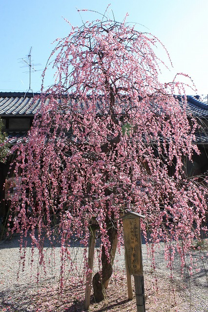 源九郎稲荷神社