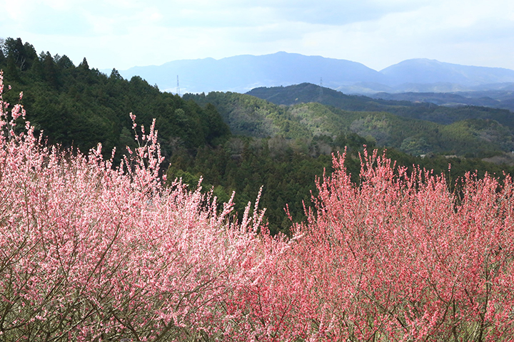 広橋梅林