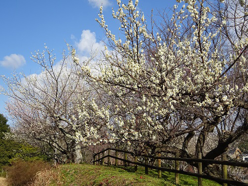 大和民俗公園