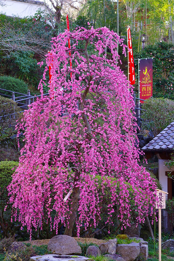 岡寺