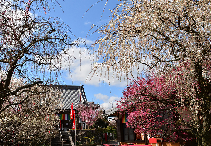 真福寺