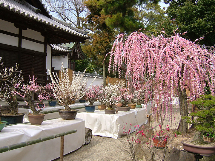 菅原天満宮 盆梅展