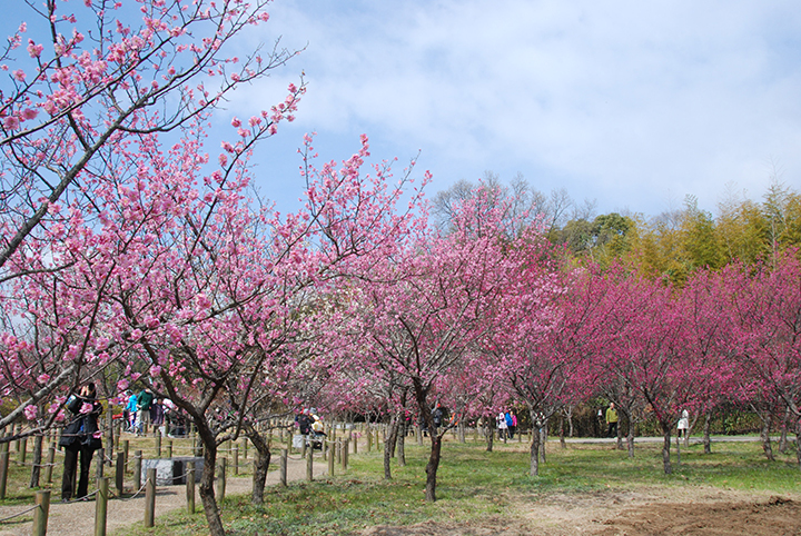 馬見丘陵公園