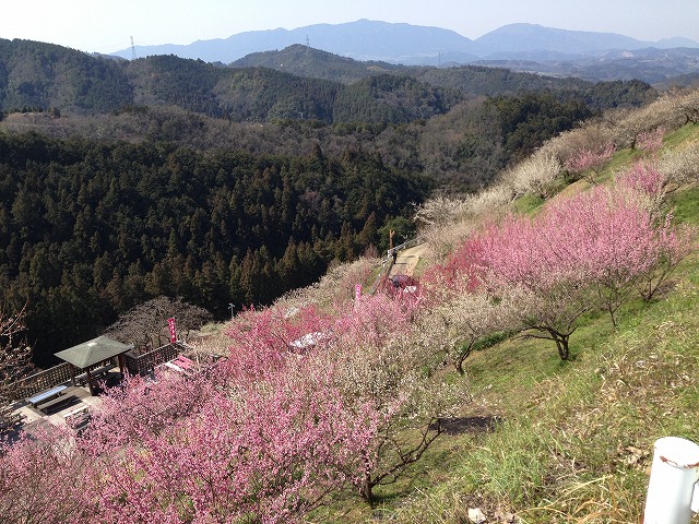 広橋梅林