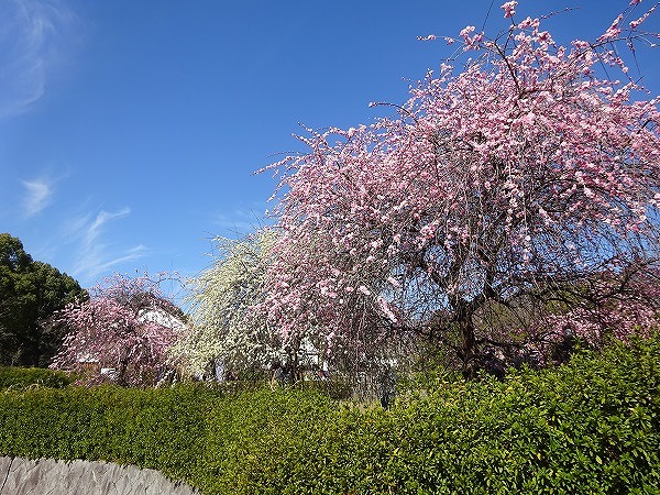 みんぱく梅林（大和民俗公園）