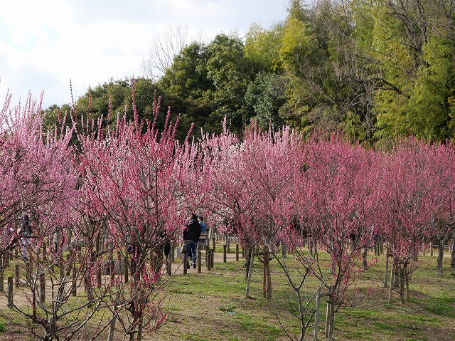 県営馬見丘陵公園