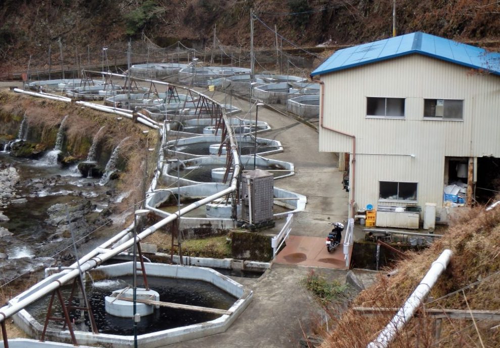 あまご養殖場