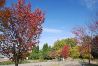 奈良県営馬見丘陵公園緑道エリア