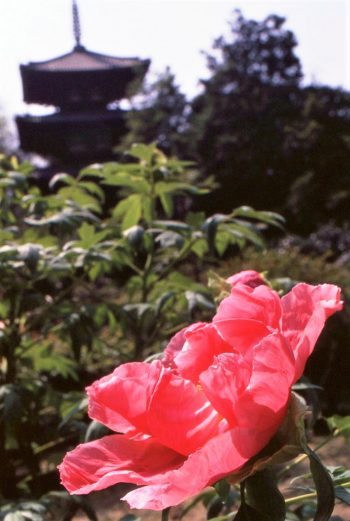 當麻寺のぼたん