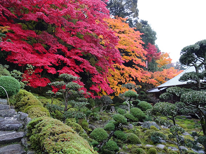 kouyou2019_taimadera