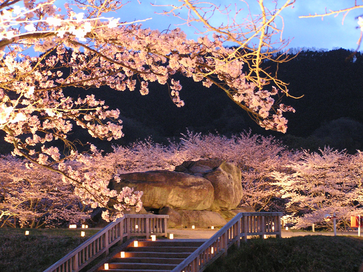石舞台古墳の桜の写真